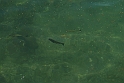 Lago di Como_244